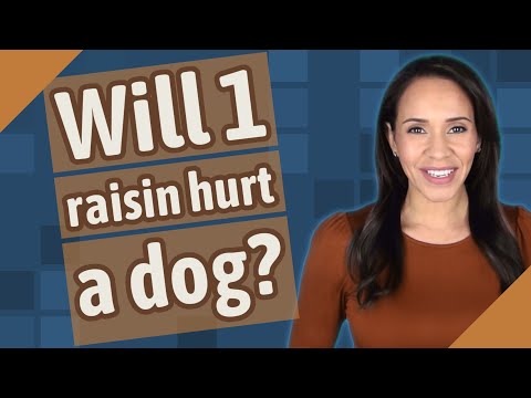 YouTube video about: Will eating kleenex hurt my dog?
