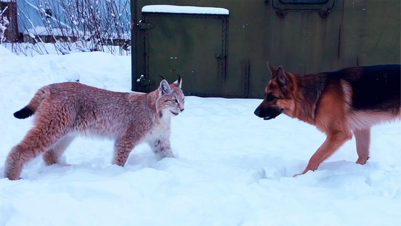 German Shepherd Let Bobcat Sleep in His House. Looking Inside, The Owner Was Horrified!