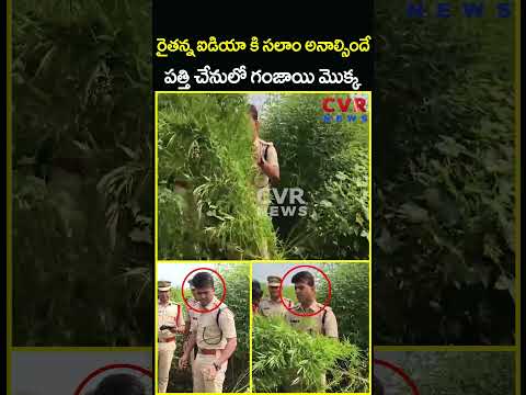 రైతన్న ఐడియా కి సలాం అనాల్సిందే పత్తి చేనులో గంజాయి మొక్క | Cannabis Trees Cotton Crop | CVR News