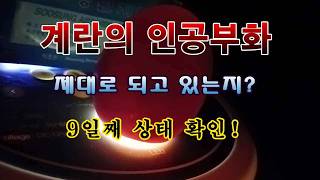 [텃밭농부 2,182}  계란 인공부화가 제대로 되고 있는 것인지? 참 궁금하네! #계란부화