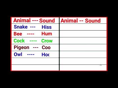 Animal sounds cries of animals EP19 Owl Hoot