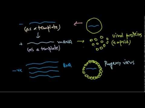 9  Replication of negative stranded RNA virus