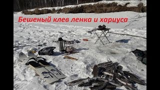 Ловля ленка на сани