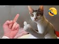 Animaux Les Plus Drôles Vont Sûrement Vous Faire Mourir De Rire
