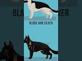 All Types Of German Shepherd And All Colors Dog German Viral Shorts