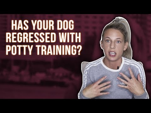 HAS YOUR DOG REGRESSED WITH POTTY TRAINING?