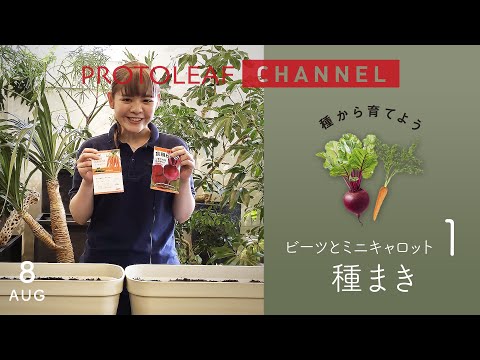 ビーツ、ビーツ 植物