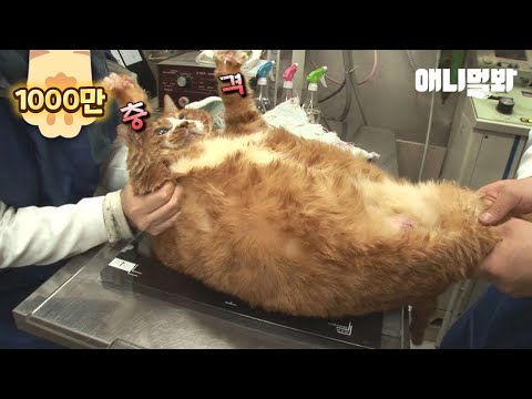 Cat Can't Accept The Fact That He's Fat