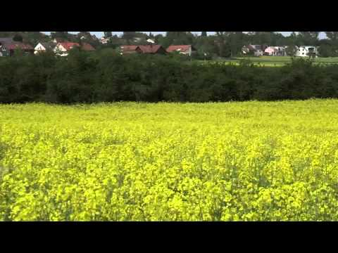 Rapeseed/Canola Oil  (Brassica napus) Fields in Germany