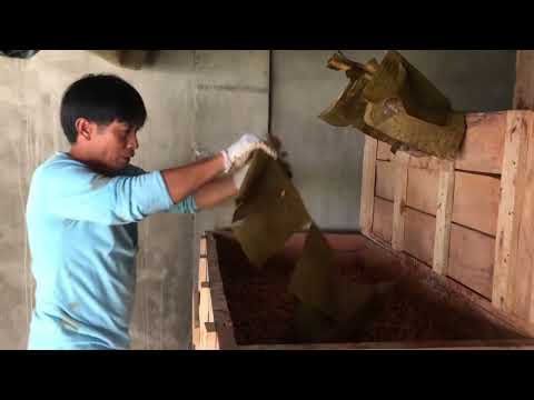 Cacao Bean Fermentation