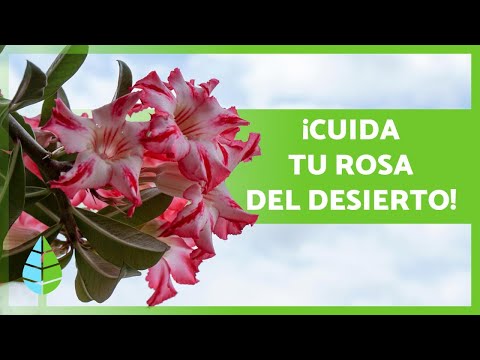 DESERT ROSE CARE 🌺 Substrate, Pruning, Watering and more! 💦