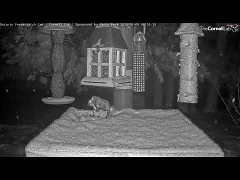 Incredible Flight and Landing by Flying Squirrel on the #OntarioFeederWatch Cam | Cornell Lab