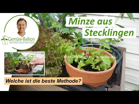 Minze 🌿 aus Stecklingen vermehren 🌱 Welche Methode ist die Beste zur Vermehrung