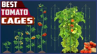 Best Tomato Cages - You Can Buy