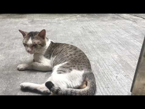 Meet Tiger, Kitty, Noynoy