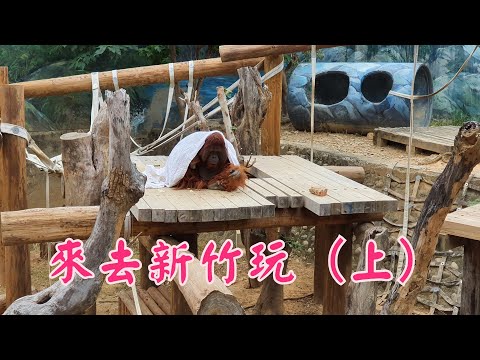 Wei Vlog [Viagem de três dias a Hsinchu] (Relatório de viagem) Museu de Arte em Vidro de Hsinchu, Parque Hsinchu Renovado Jardim Lichi, Zoológico de Hsinchu