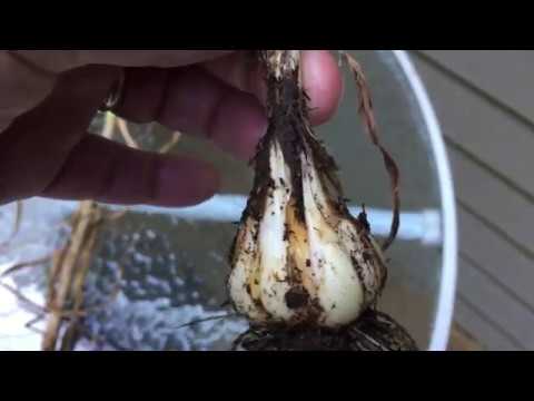 2020.07.12 Chesnok Red Garlic Harvest Begins