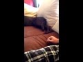 Tickle Me Max