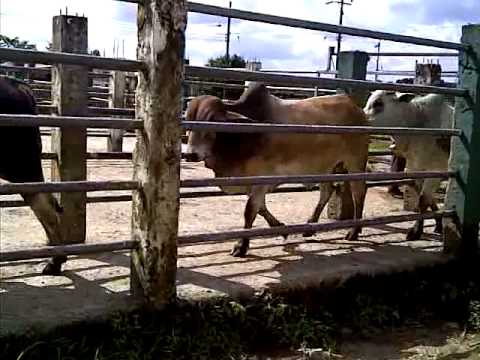 toros en la pasarela para la venta