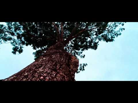 Cinamatic Footage - The Beauty Around.