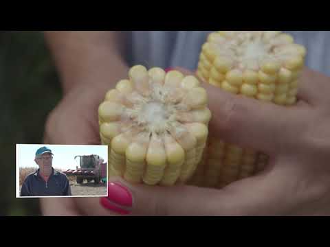 DEKALB hibridi kukuruza - Iskustva proizvođača Miroslava Lazića i Žarka Kobilarova