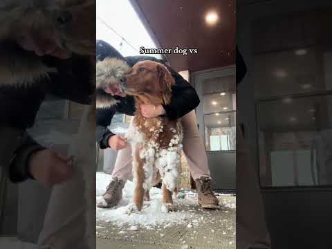 #JasonDeruloTV // Two Most Opposite Dogs #GotPermissionToPost From @nadaliahaita #SlowLow