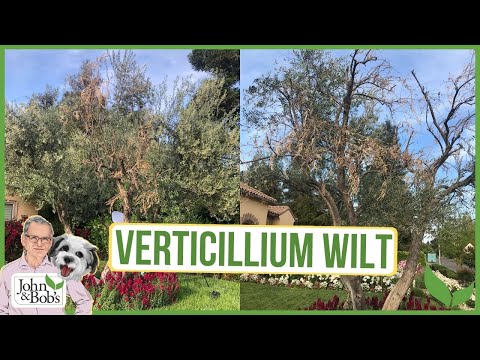 Verticillium Wilt | What Is It & How To Deal With It