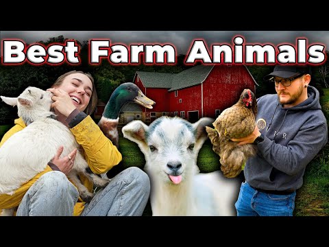 The 5 BEST Beginner Farm Animals To Start Your Homestead!