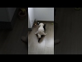Female Dog Fucking A Cat