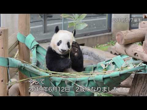 シャンシャンの成長記録1──誕生から2歳まで