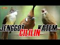 MASTERAN CUCAK JENGGOT CILILIN KAPAS TEMBAK
