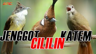 Download lagu MASTERAN CUCAK JENGGOT - CILILIN - KAPAS TEMBAK mp3 Download lagu MASTERAN CUCAK JENGGOT - CILILIN - KAPAS TEMBAK mp3