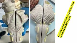 External Features of Brain Stem [Practical] I Ibrahim Mohammed Amer I Anatomy Made Easy