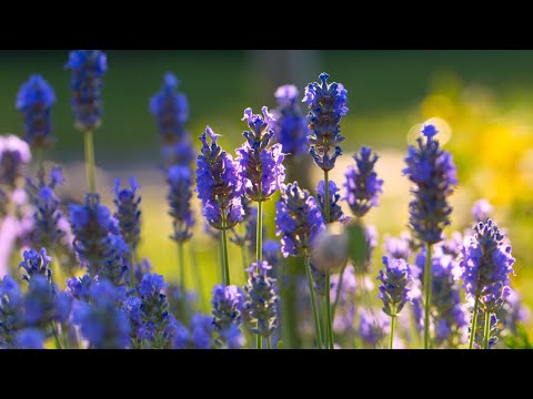 Morning Relaxing Music - Meditation Music, Relaxing Piano Music, Stress Relief Music (Betty)