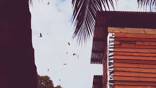 Download lagu Suara panggil walet| baru 1 minggu sudah banyak ngumpul mp3