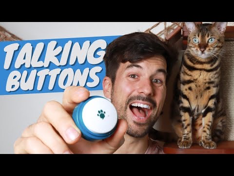 Talking Buttons - How to Turn Your Cat into a Chatty Companion