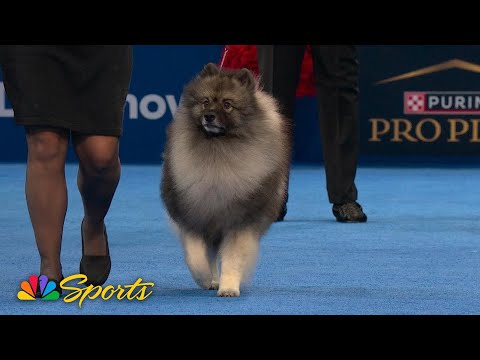National Dog Show 2025: Non-Sporting Group (Full Judging) | NBC Sports - YouTube