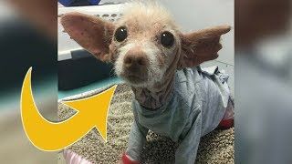 No One Can Figure Out What Kind Of Dog This Mystery Pup Is !