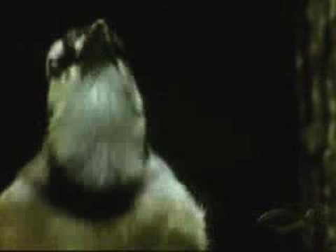 Critical Analysis of Evolution vs. Creation - Part 1