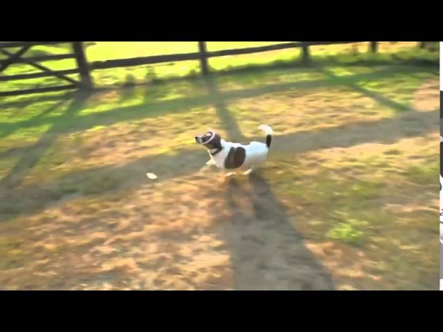 Vídeo relacionado con Beco Juguete para Perros - Boredom Buster - Juguete de enriquecimiento para Perros, Bola interactiva, Goma Natural, Color Azul