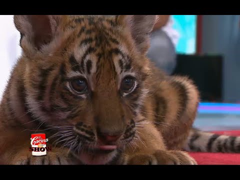 The Show Kitchen - The Tiger Cubs at the Luján Zoo