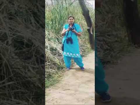 Nemophilist family...The Junglee Pariwar