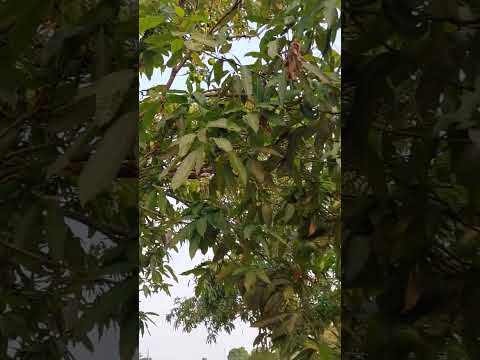 CHEGOU A ÉPOCA DELA #manga