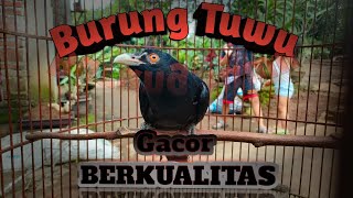 Download lagu BURUNG TUWU gacor BERKUALITAS ori Jatim mp3