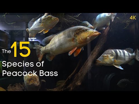 The 15 Types of Peacock Bass