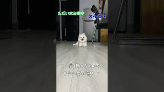 【隠し撮り】愛犬を盗撮していたら、バレて怒られました・・・・  盗撮ダメ、絶対！！！ #shorts