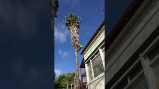 Tree Ninja Palm Prune