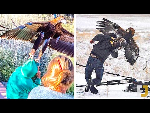 12 Craziest Eagle Attacks Caught On Camera!
