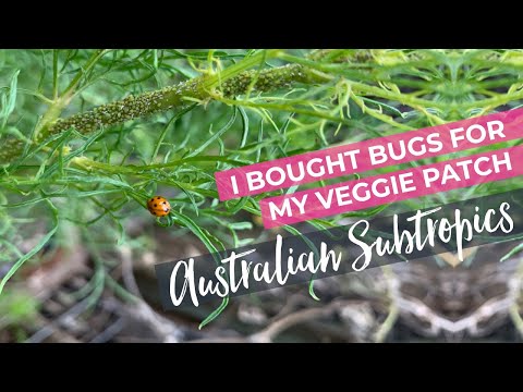 Preparing for the onslaught of bugs in Subtropical Australia