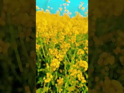 #sorisha #flower #shortvideo #shortvideo #music #trending